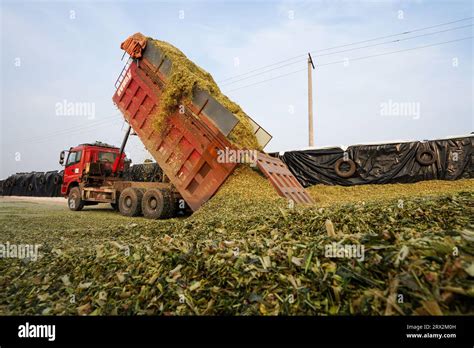 Luannan County China October 8 2022 Heavy Trucks Are Unloading