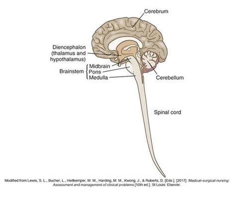 Week 13 Concept Of Intracranial Regulation Flashcards Quizlet