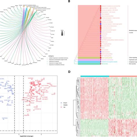 Functional Enrichment Analysis Of Differentially Expressed Genes A