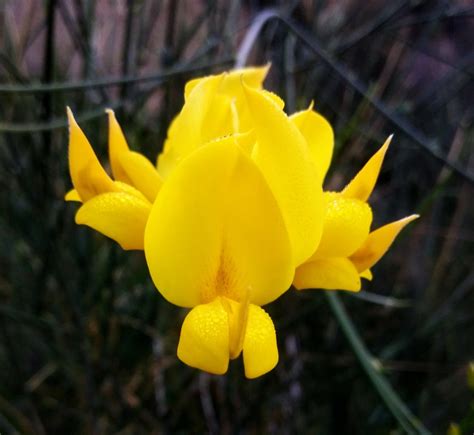 Spanish broom – I Love Griffith Park