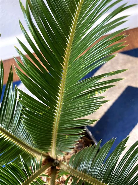 How To Deal With Common Sago Palm Pests Diseases