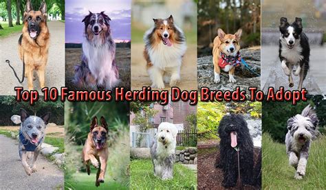 Top 10 Famous Herding Dog Breeds To Adopt