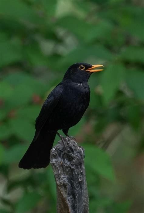 8 Black Birds With Yellow Beaks With Pictures