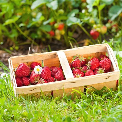 Strawberry Flowers Everything You Need To Know Strawberry Passion