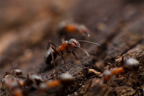 Do you know what it means to dream of ants? Find out here