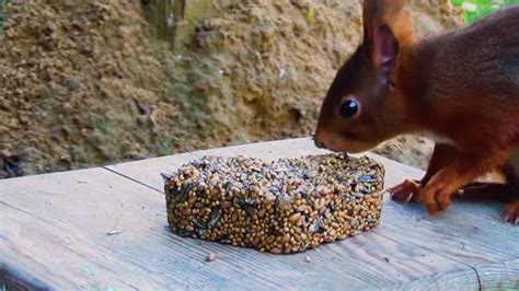 Was fressen Eichhörnchen Erfahren Sie mehr über ihre Ernährung