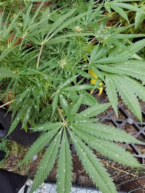 Powdery Mildew ? | Grasscity.Forum|The World’s Largest Cannabis & Weed