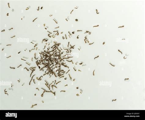 Mosquito Larvae Also Know As Wigglers Or Wrigglers Stock Photo Alamy