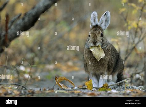 Snowshoe Hare Varying Hare Lepus Americanus Feeding Leaves Usa