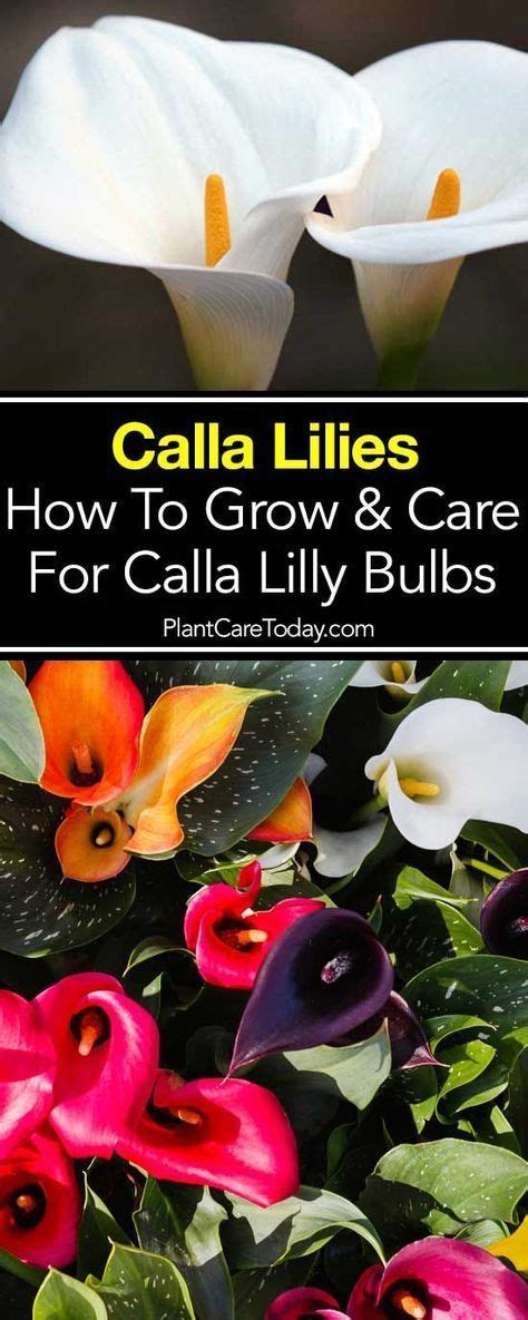 Calla Lily Care How To Grow Calla Lilies Updated Lily Plant Care