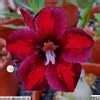 Adenium Obesum Purple W Red Stripes Double Petal Desert Rose