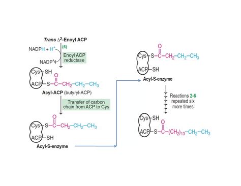 De Novo Synthesis Of Fatty Acids Biosynthesis Of Fatty Acids Ppt