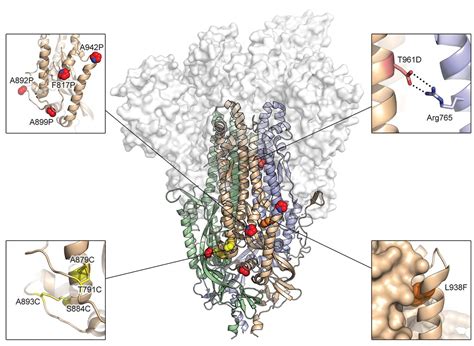 Structure Based Design Of Prefusion Stabilized Sars Cov Spikes Science