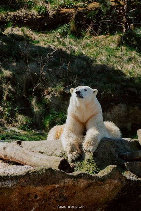 Een Daguitstap Naar Pairi Daiza Alle Tips Tickets Info Voor Een Bezoek