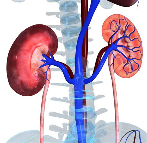 5 Semne Că Ai Putea Suferi De Cancer La Rinichi
