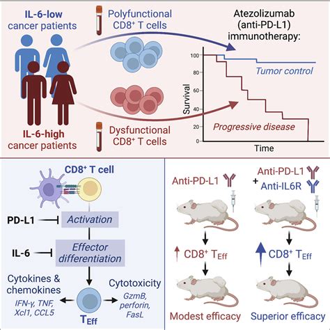 Cd T Cell Intrinsic Il Signaling Promotes Resistance To Anti Pd L