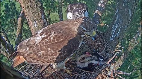 Angel Leucistic Red Tailed Hawk Tom Delivers Another Skunk And Feeds