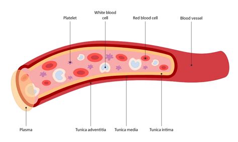 Platelets Cells Diagram