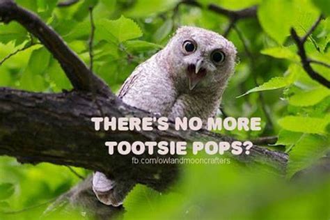 Tootsie pop, Funny owls, Owl