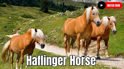 Wild Horses Meet The Haflinger Horse Most Versatile And Friendly Breed