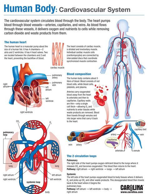 Infographic Exploring Monocots And Dicots Nursing School Studying