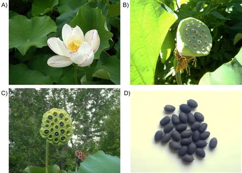 Nelumbo Nucifera Seeds