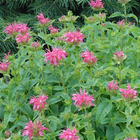 Monarda Didyma Coral Reef B Lsamo De Abeja Verdes