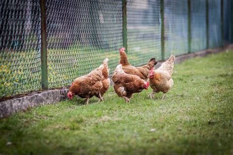 Archives Des Poules Et Pr Dateurs Poulorama Tout Sur Les Poules