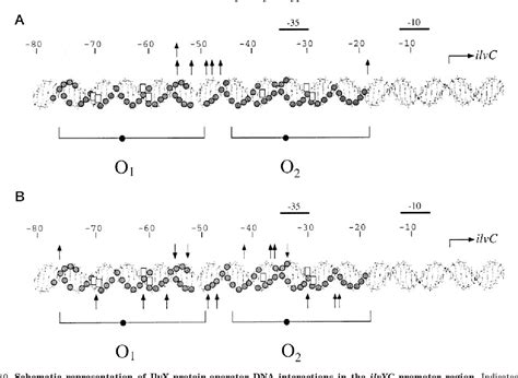 Figure 10 From Activation Of Gene Expression By A Ligand Induced