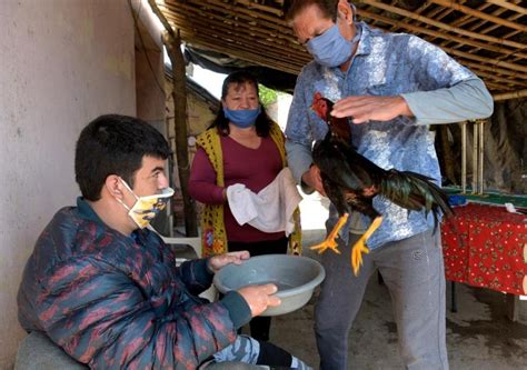 Tradición ancestral cómo es el día a día de los criadores de gallos finos