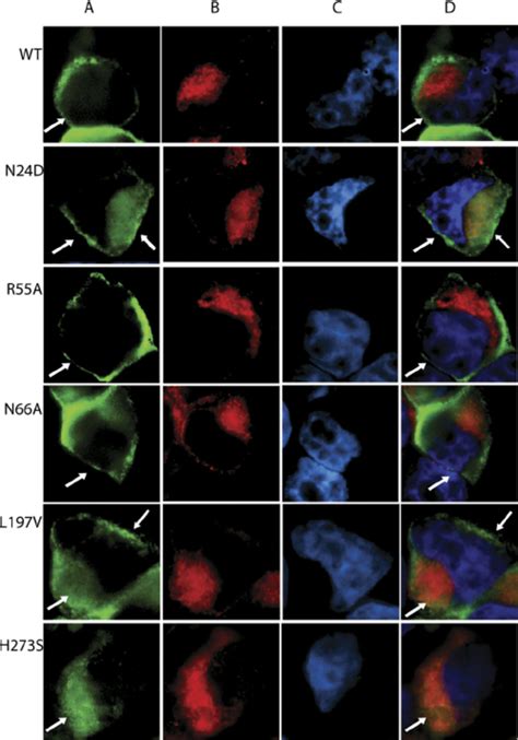 Immunofluorescence Microscopy Showing Localization Of Wild Type T2R1