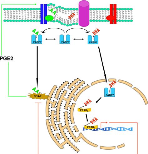 Model Of Cytoplasmic And Nuclear Roles For Fabp7fatty Acids In Cell