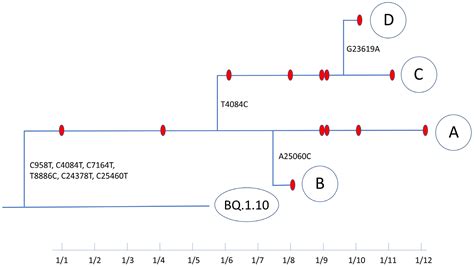 Evolution Of A Distinct Sars Cov 2 Lineage Identified During An