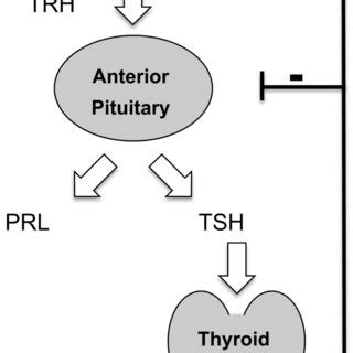 Thyrotropin Releasing Hormone Receptor Phosphorylation Sites The