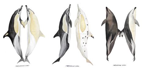 Dolphins Of A Different Colour By Namu The Orca On Deviantart