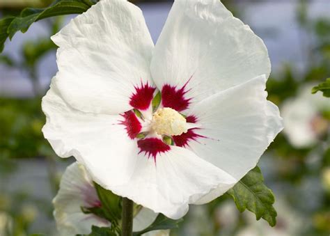 Hibiscus Syriacus Red Heart Straucheibisch Red Heart Gärtnerei