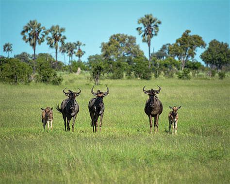 Wildebeast Art For Sale Fine Art America