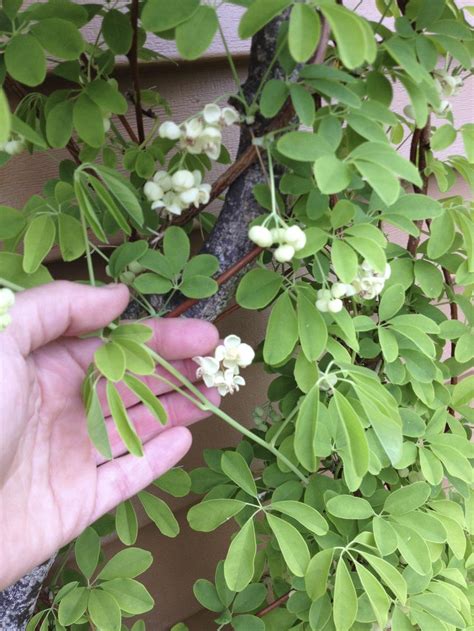 Photo Of The Bloom Of Five Leaf Chocolate Vine Akebia Quinata