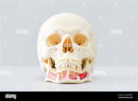 Human skull anatomy model Stock Photo - Alamy