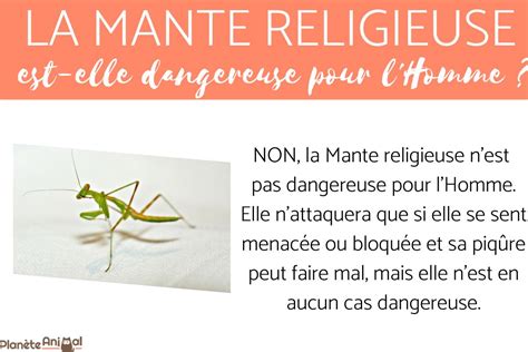 La Mante Religieuse Marron Est Elle Dangereuse Pour L Homme