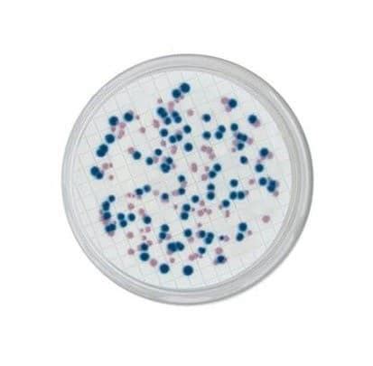 CCA Coliforms Chromogenic Agar E Coli Bioser