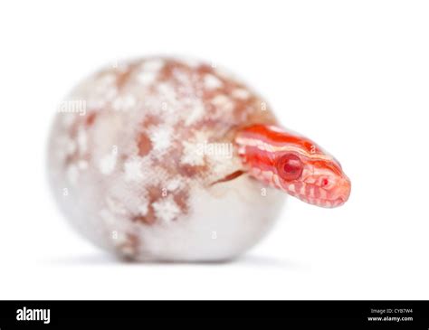 Corn Snake Hatching Okeetee Albinos Is The Color Pantherophis