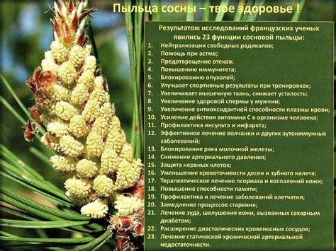 Сосновая пыльца: лечебные свойства и противопоказания, отзывы