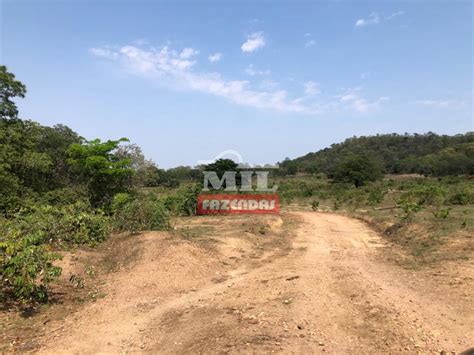 Mil Fazendas Fazenda Em Campinorte Go Margem Lago Serra Da Mesa