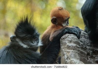 Francois Langur Stock Photos - 227 Images | Shutterstock