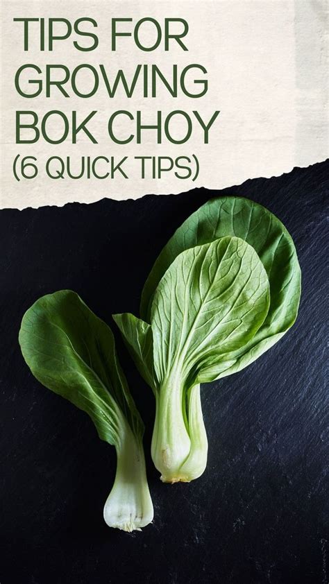 Regrow Bok Choy From Stems What You Need To Know Artofit