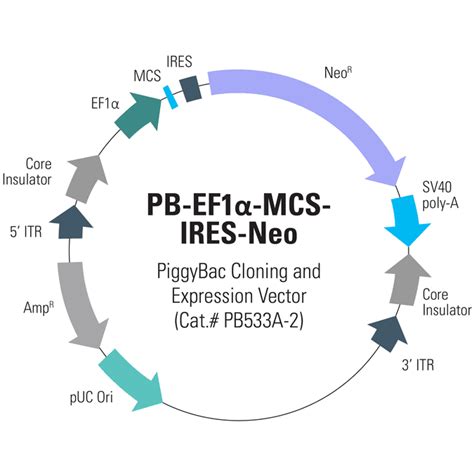 Pb Ef Mcs Ires Neo Cdna Cloning And Expression Vector