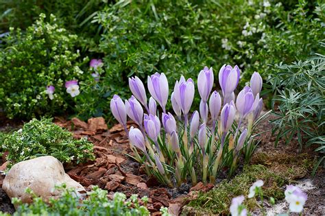 Fr Hlings Krokus Crocus Vernus Bild Kaufen