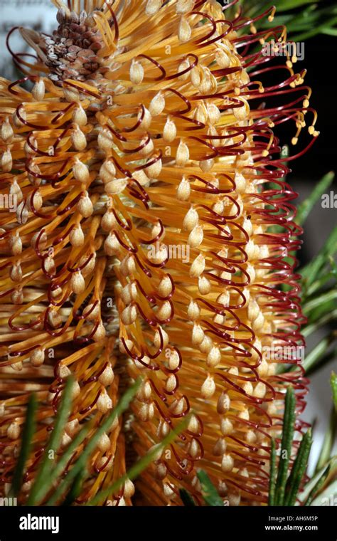 Banksia Birthday Candles Shrub Hi Res Stock Photography And Images Alamy