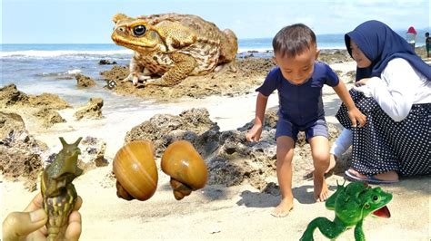 Bermain Dengan Hewan Lucu Keong Mas Keong Racun Kodok Katak